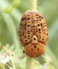 Porphyronota cinnamomea